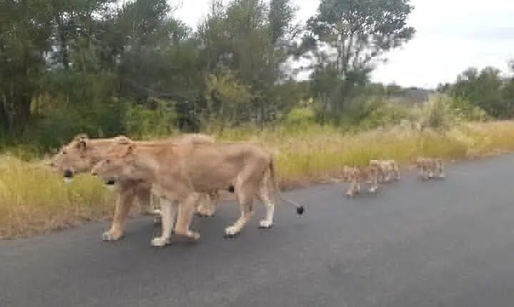 Kruger national park tour 4-days/3nights(Open safari truck)