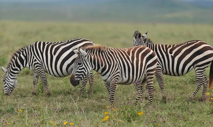 Tarangire and Ngorongoro 2 Day Safari Adventure