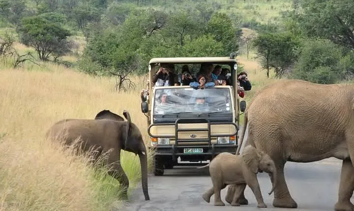 Pilanesberg Safari Open vehicle game Full Day