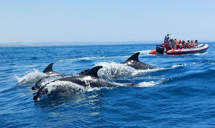 Dolphins and Benagil Caves from Albufeira