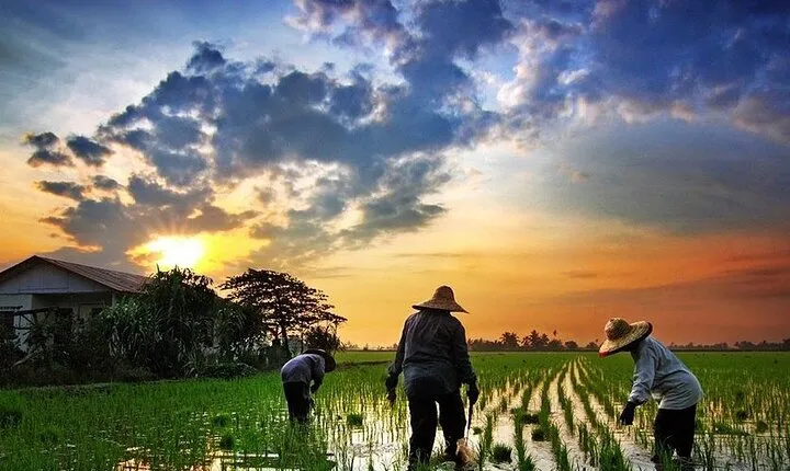 Real Experience of Being a Farmer in the Paddy