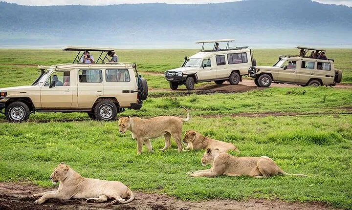 2 Days Private Midrange Lodge Safari with Mount Kilimanjaro hike