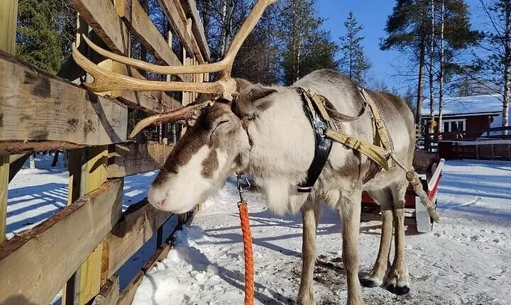 Rovaniemi Reindeer Safari 1hour and Farm Visit