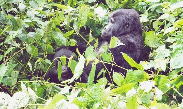 3 Days Gorilla Trekking Safari