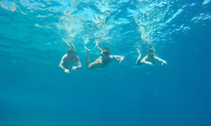 Boat Tour - Snorkeling with Turtles or Whale Watching Experience