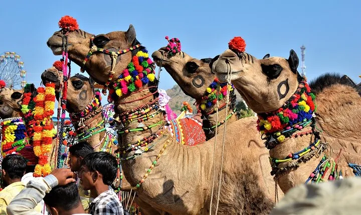 10 Days Rajasthan & Golden Triangle with Tiger Safari Tour by Car