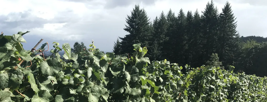 Oregon wine tasting tour