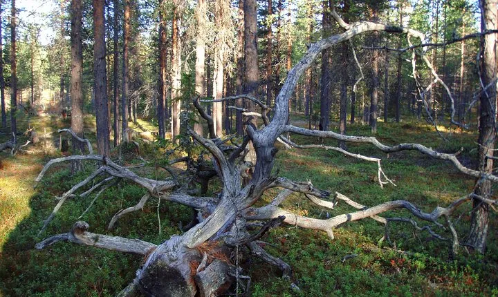 Bushcraft Adventure in Kiruna