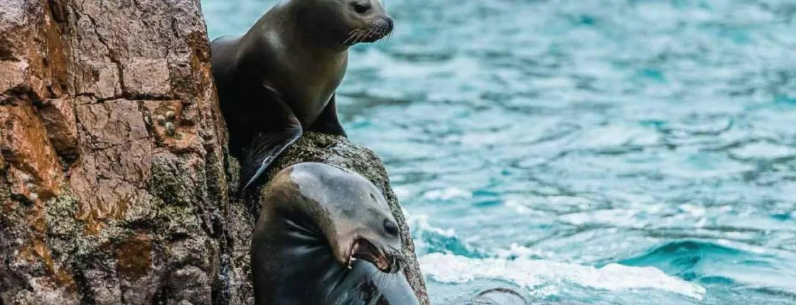 Ballestas Islands and Paracas National Reserve tour