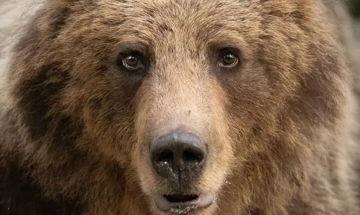 Bearwatching Hiking Day Tour in High Tatras from Poprad