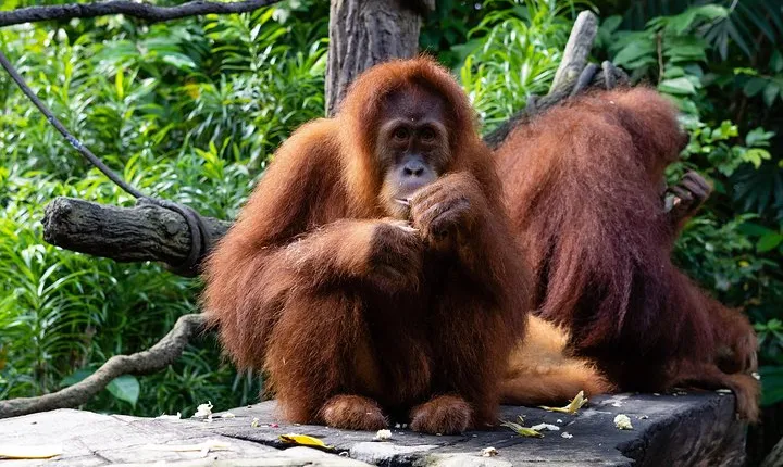 Morning at the Zoo with 1-way Transfer (Free & Easy)