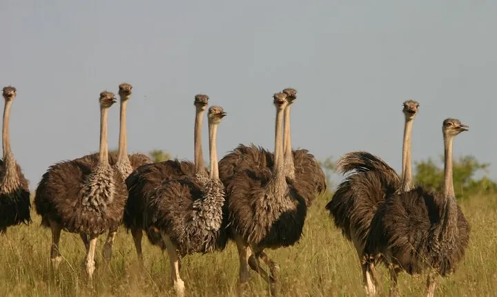 Nairobi City Tour & Coffee Safari