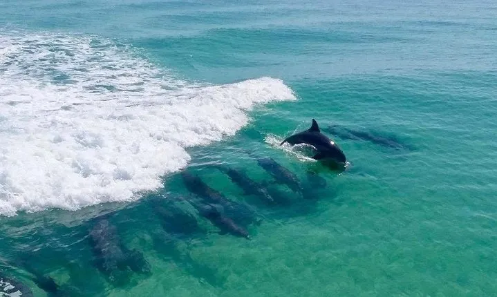 Destin Dolphin Cruise