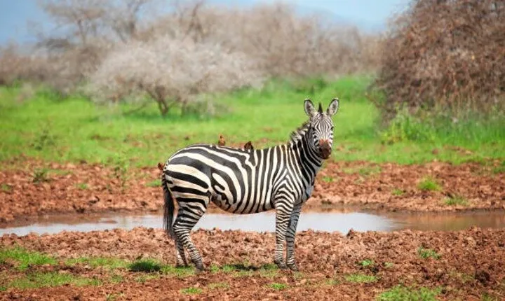 5 Days Guided Safari along Tanzania's Northern Circuit