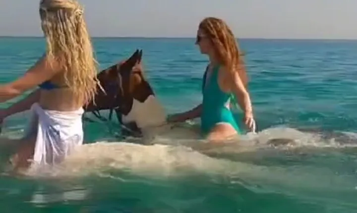 HorseBack Rides On the Beach