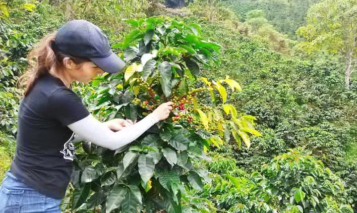 Private coffee tour near Medellín, from bean to cup.