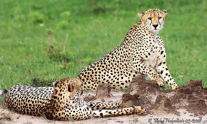 4 Days Lake Manyara/Serengeti/ngorongoro Budget Safari