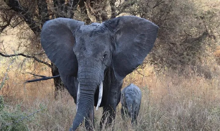 2 days private safari to the Serengeti and Ngorongoro Crater