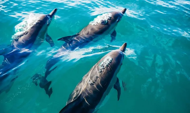 Key West: Dolphin Watching cruise & Snorkeling unlimited beer & soda