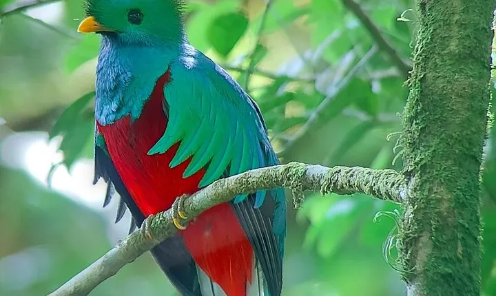 Monteverde Cloud Forest / Wildlife Tour / Local Naturalist