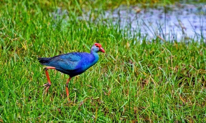 Exclusive : Muthurajawela Bird Watching Tour