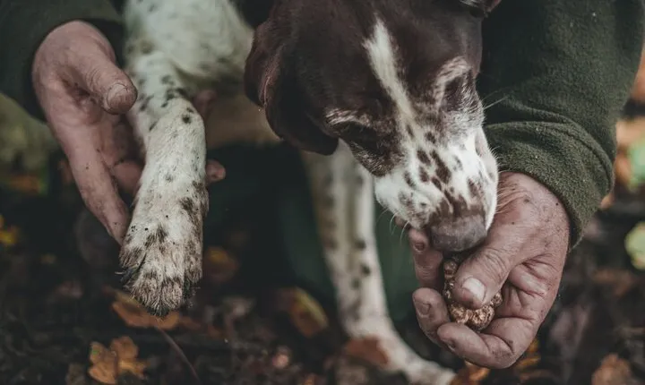 Truffle hunting