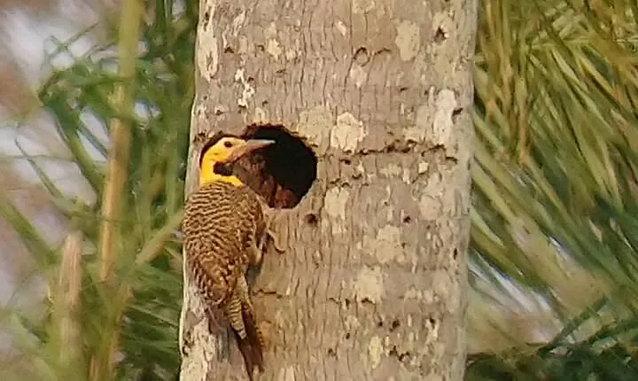 Iguazu Sunset & Nocturnal Birdiwatching
