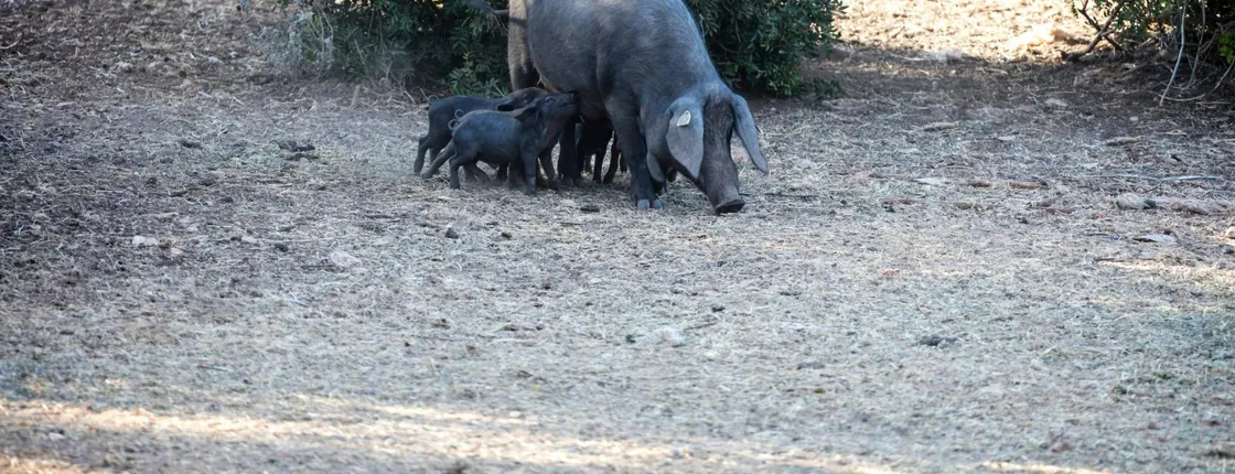 Half-day sobrasada payesa tasting tour in Majorca