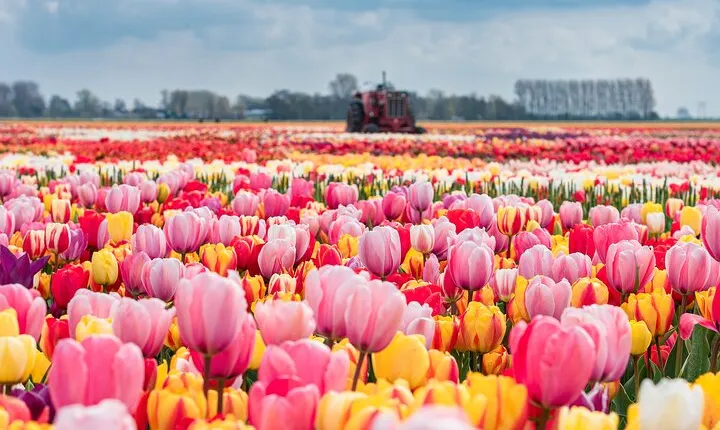 Private Keukenhof Gardens and Tulip Fields Tour from Amsterdam