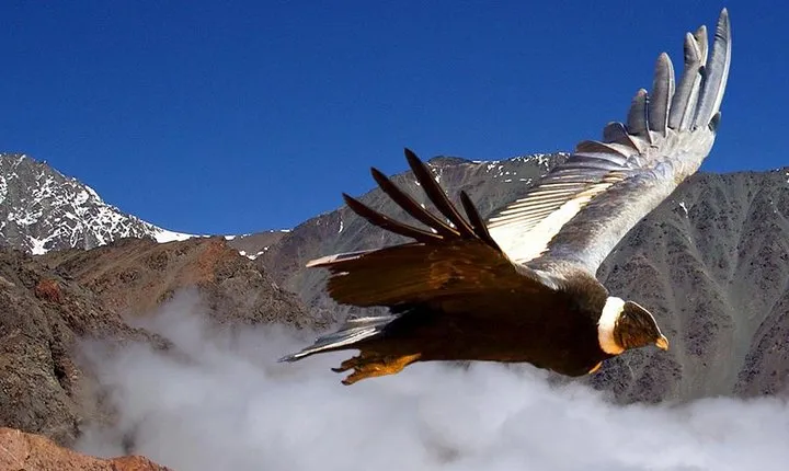 Half Day Private Trip to Valle Nevado with Cheese and Wine Carbon Neutral trip
