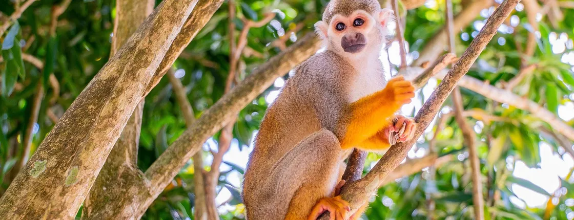 Monkeyland Safari and Countryside Home Visit