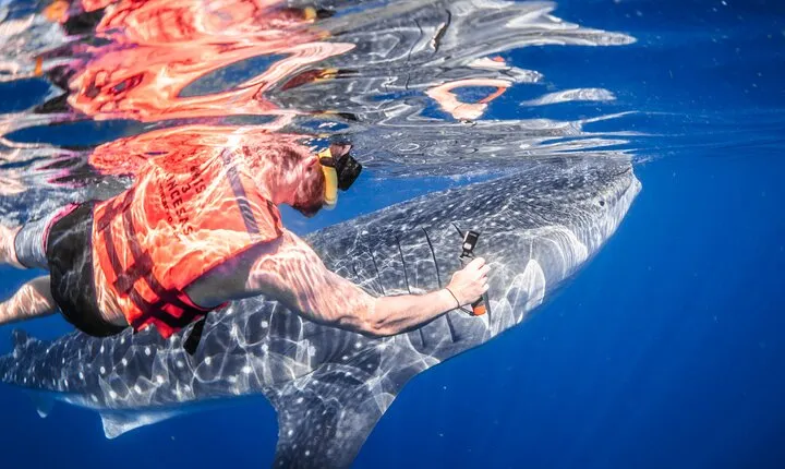 Whale Shark Tour Isla Mujeres Max 10Pax Free Lunch