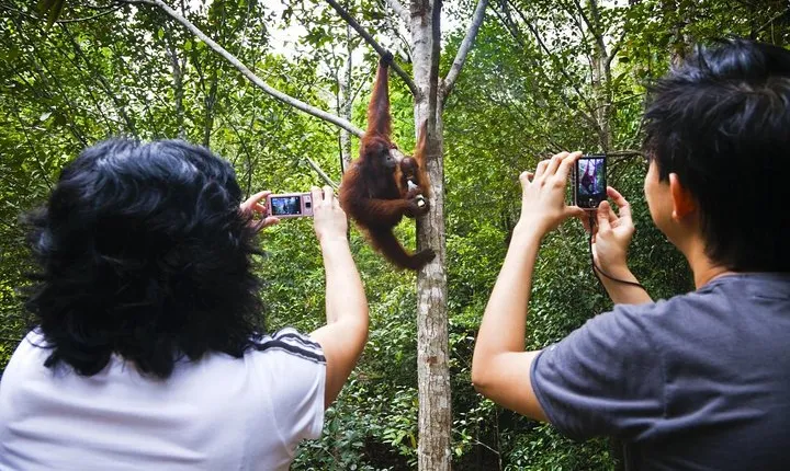 Sarawak Orangutan Semenggoh Wildlife Centre Tour