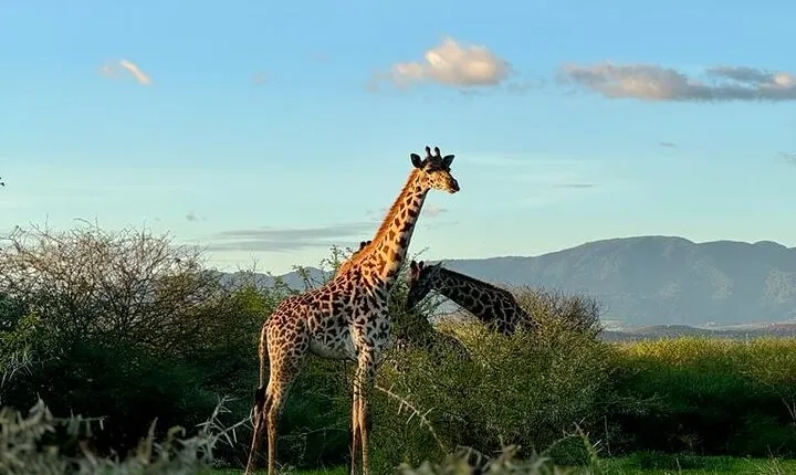 Private Walking Tour with Giraffes