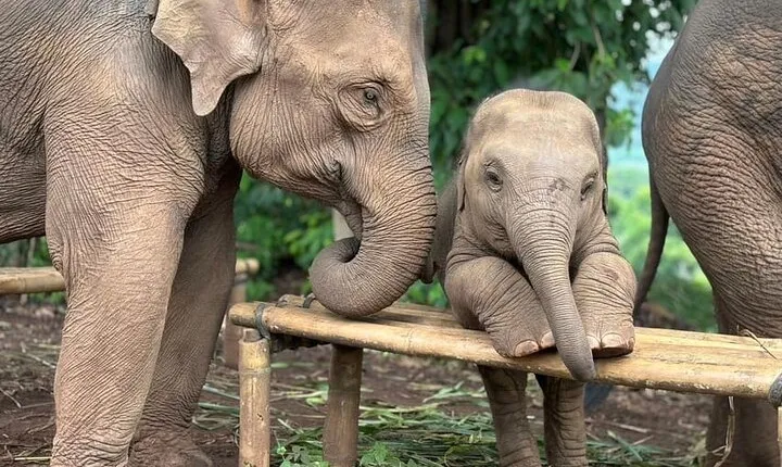 Immersive Kerchor Elephant Sanctuary Eco Park in Karen Tribe life