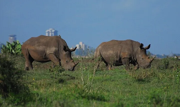 Private Mini Safari Tour in Nairobi