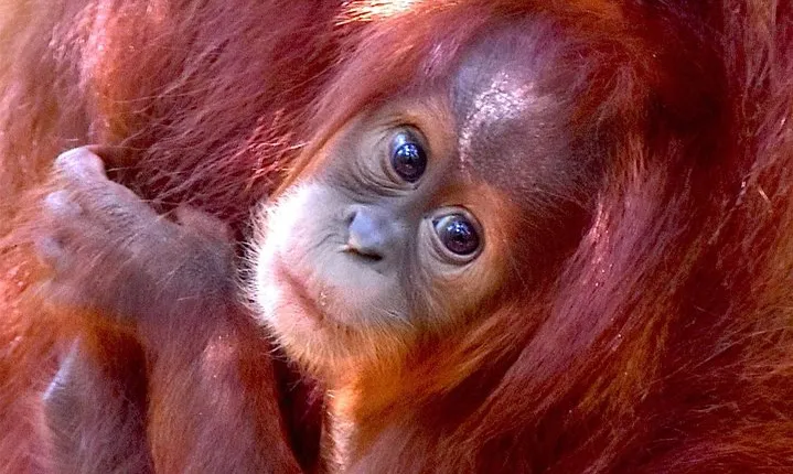 FAMILY JUNGLE TOUR: Orangutan Trek (4-hours hike) by EcoTravel Bukit Lawang