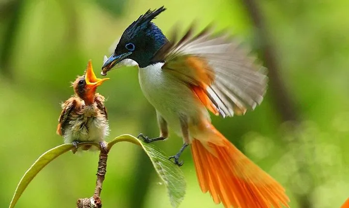 Bird Watching Tour Sri Lanka - 10 Days