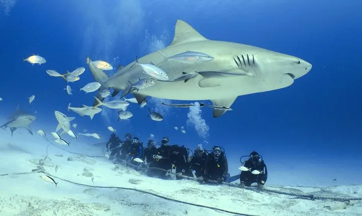 Bull Shark Extreme - 1tank /Only for Certified Divers