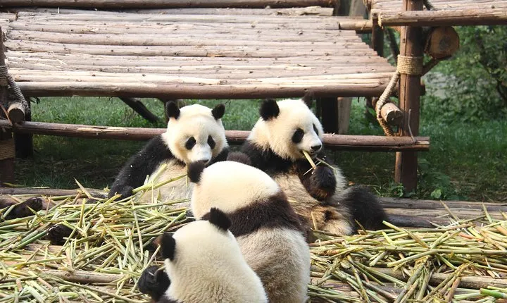 8-Day West Sichuan Private Tour from Chengdu to Daocheng Yading