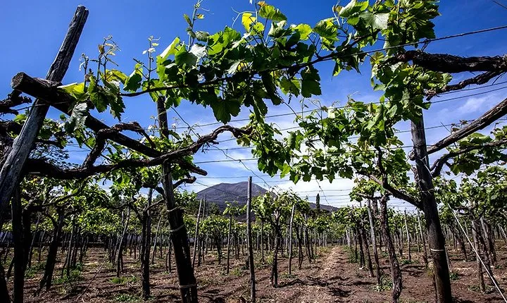 Pompeii Visit with Food and Wine tasting near Mt. Vesuvius