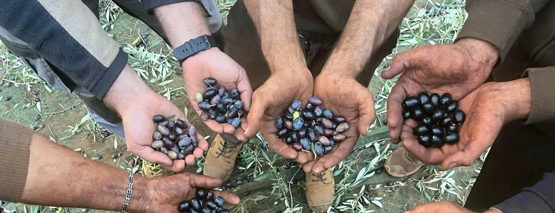Full-day olive oil farm and Nicotera tour with Calabrian lunch