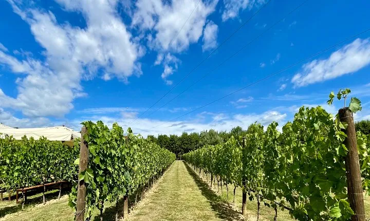 From Florence: Classic Chianti Villages and Wine Roads by Minivan