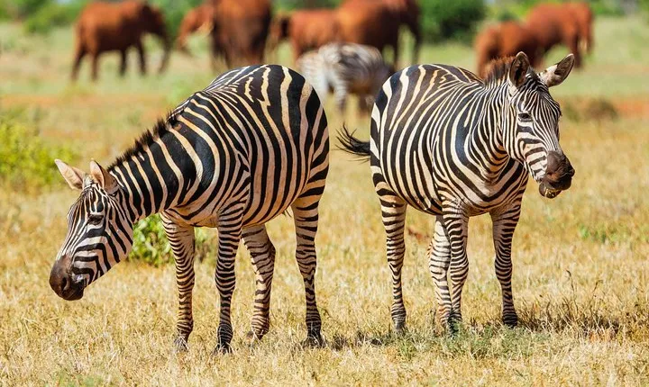 2-Day Ultimate game viewing at Tsavo East National Park
