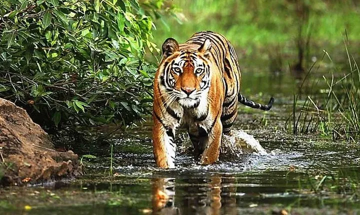 Wildlife and Cultural India Tour