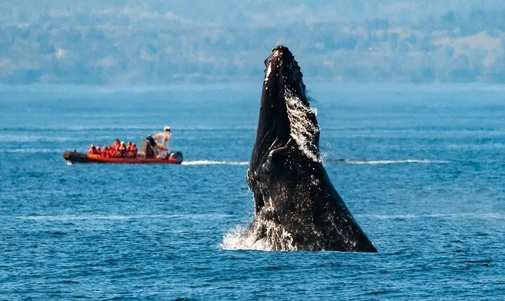 Winter Victoria Whale and Wildlife Zodiac Tour