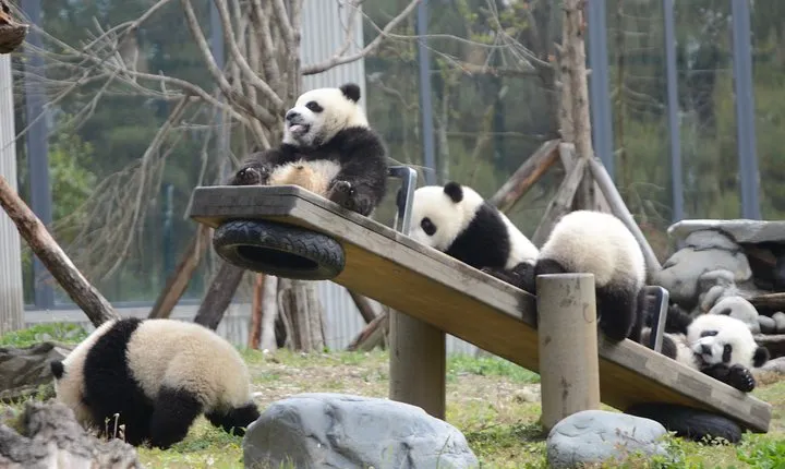 Wolong Panda Base Private Day Tour Optional Volunteering