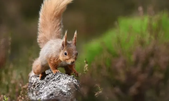 Cairngorms; Highest Mountains, Bonnie Lochs & Ancient Forests