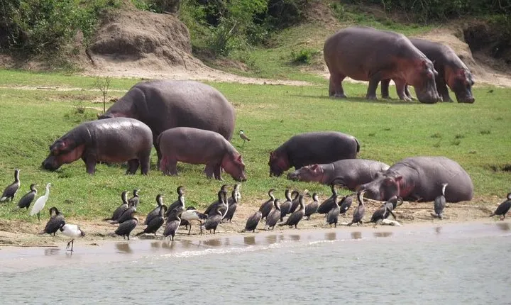 1 Day Akagera Game Drive Safari