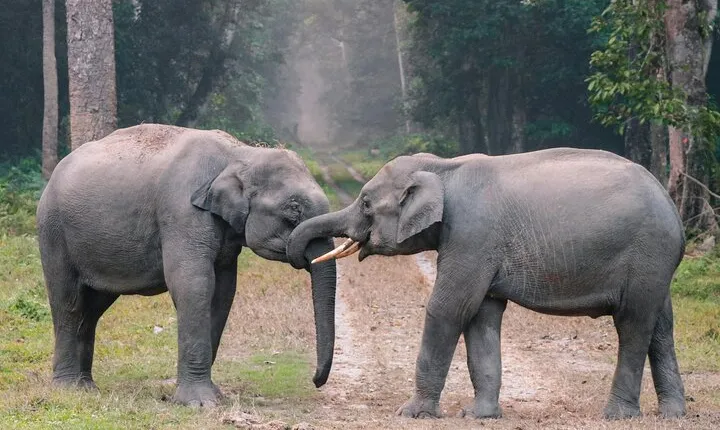  From Delhi :Taj Mahal And Agra Tour with Elephant wildlife sos
